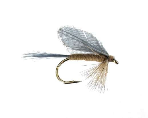 Burnt Wing, Light Hendrickson