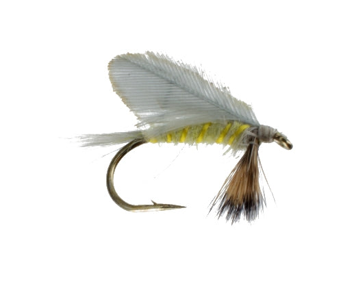 Burnt Wing, Pale Evening Dun