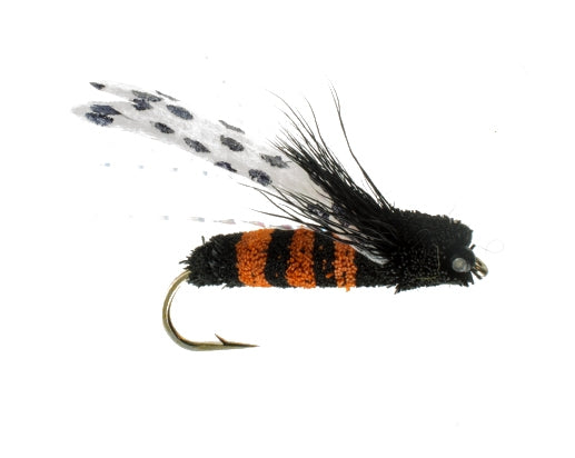 Cicada, Black/ Orange