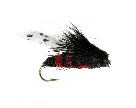 Cicada, Black/ Red
