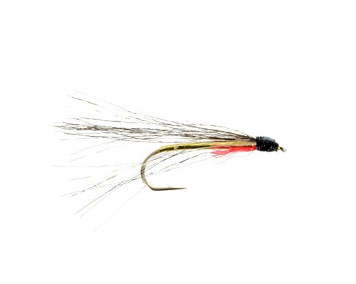 Flathead Minnow