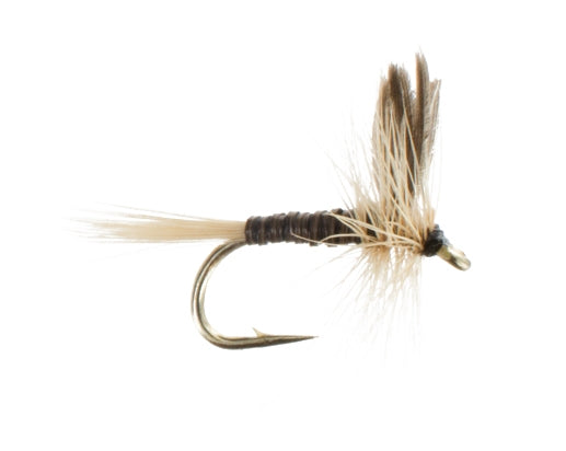 Ginger Quill
