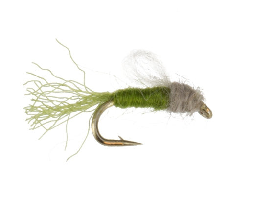 Iris Caddis, Olive