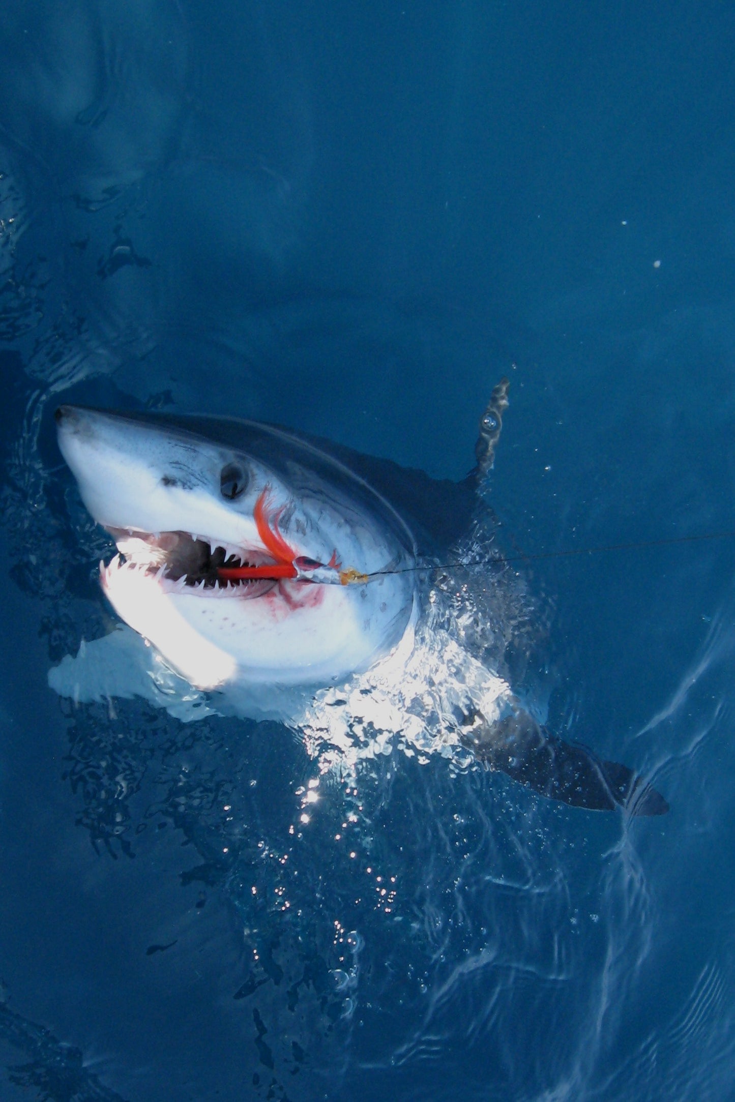Shark Fishing Trip