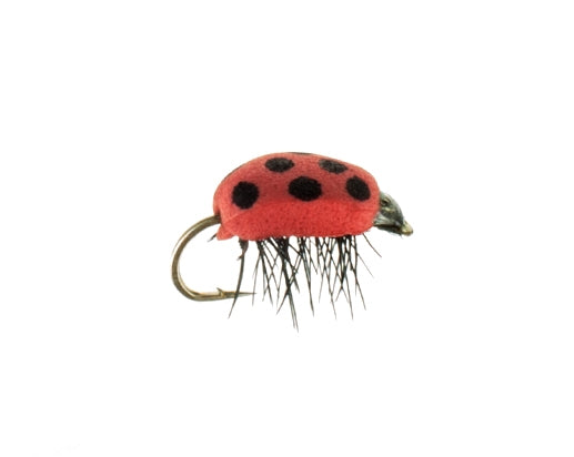 Lady Bug, Foam