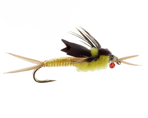 Latex Stonefly, Golden