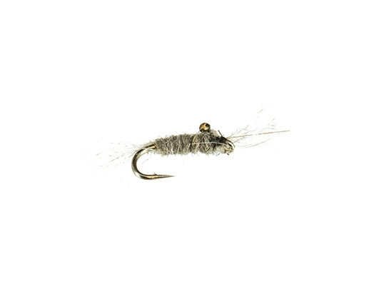 Mysis Shrimp