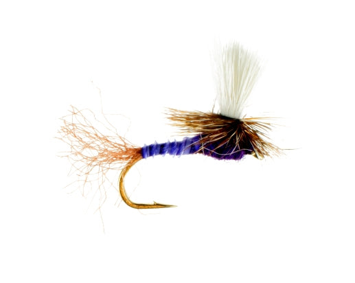 Paraquad, Purple