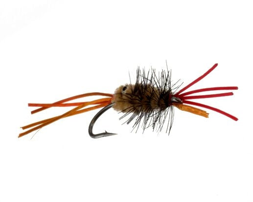 Pistol Shrimp