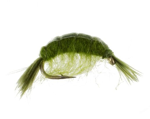 Scud, Olive, Curved