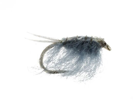 Sow Bug, Gray