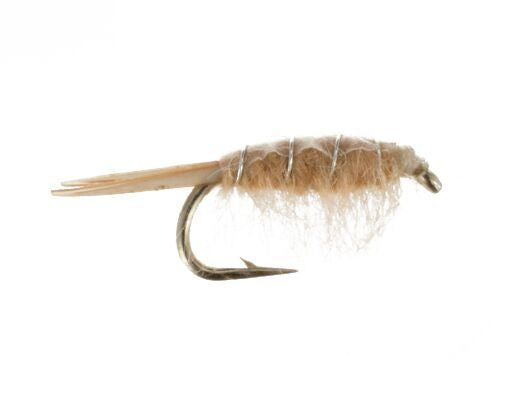 Sow Bug, Tan