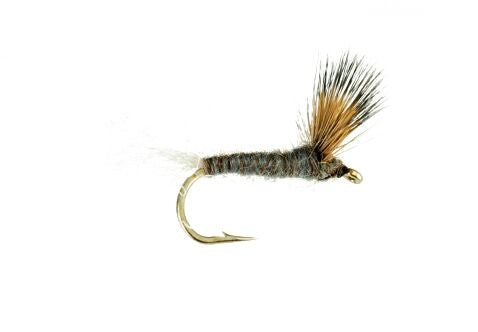 Sparkle Dun, Callibaetis