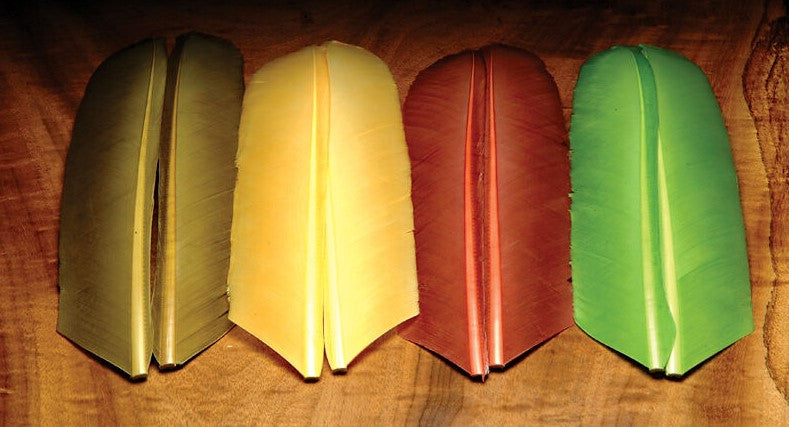 Turkey Biot Quills