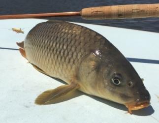the fly stop-carp on the fly-focal flyfishing