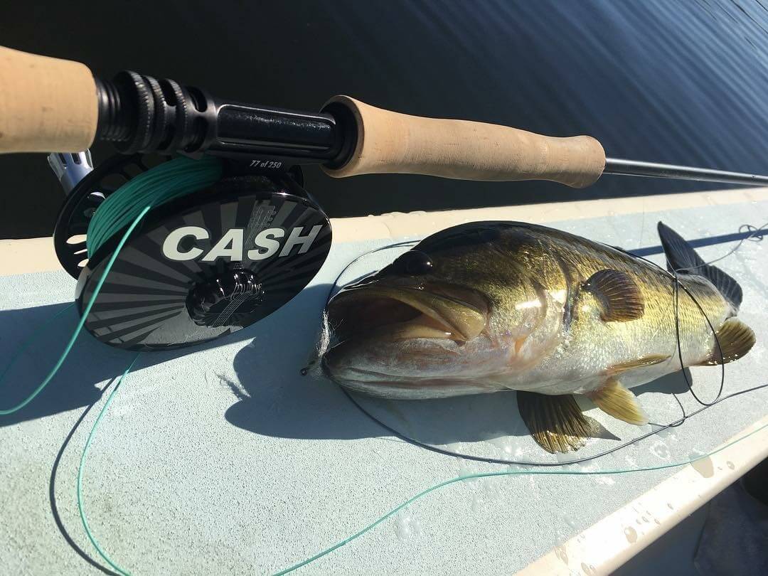 pre spawn bass on the fly-socal fly fishing-bass bugs-springtime