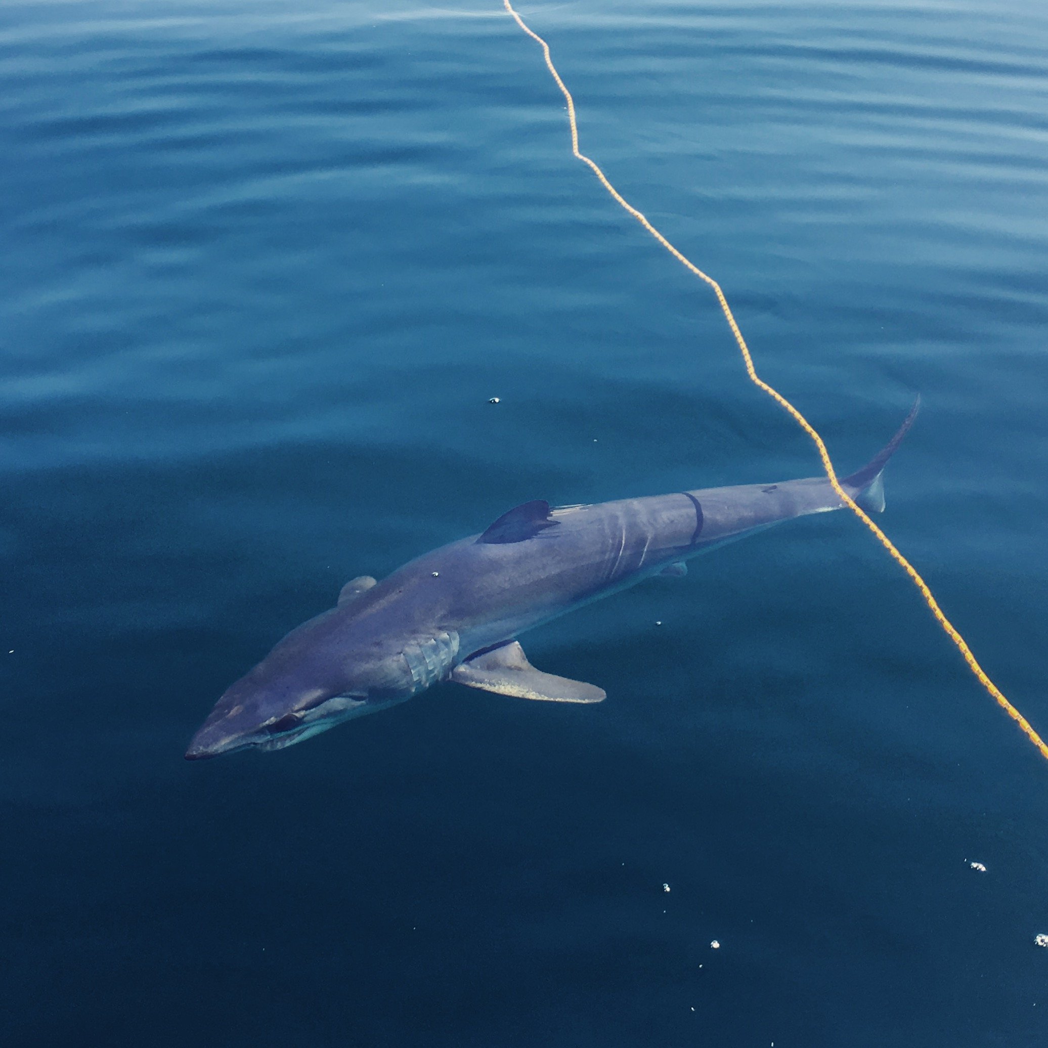 Mako-Shark-Fly-Fishing-San-Diego-California