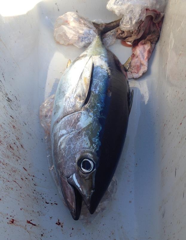 Yellowfin-Tuna-Fishing-California