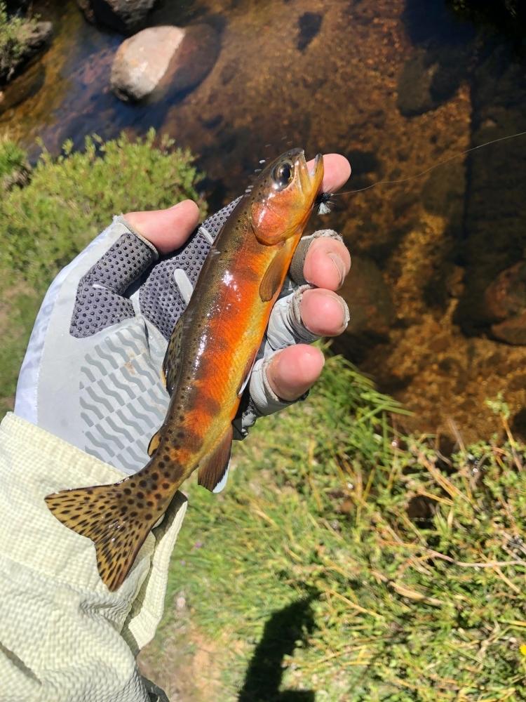 Golden-Trout-Fly-Fishing