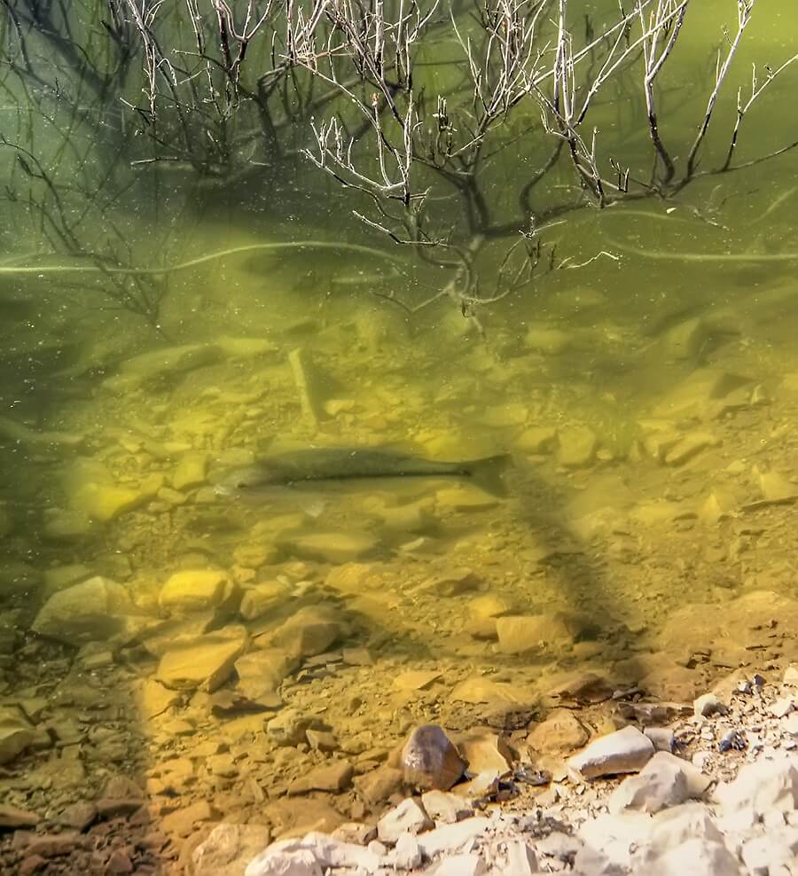 Springtime shallow water bass
