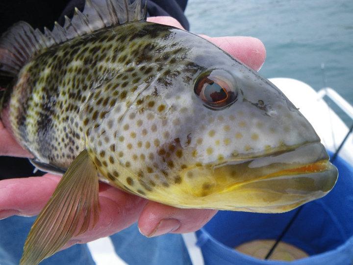 Spotted Bay Bass Fly Fishing
