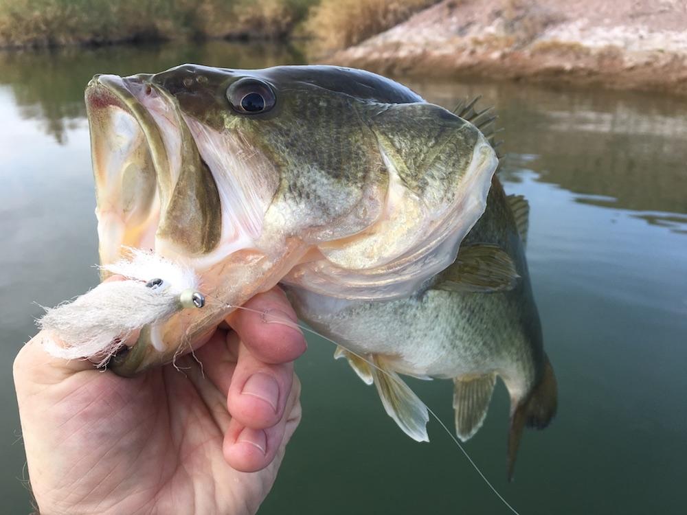 San-Diego-Bass-Fly-Fishing