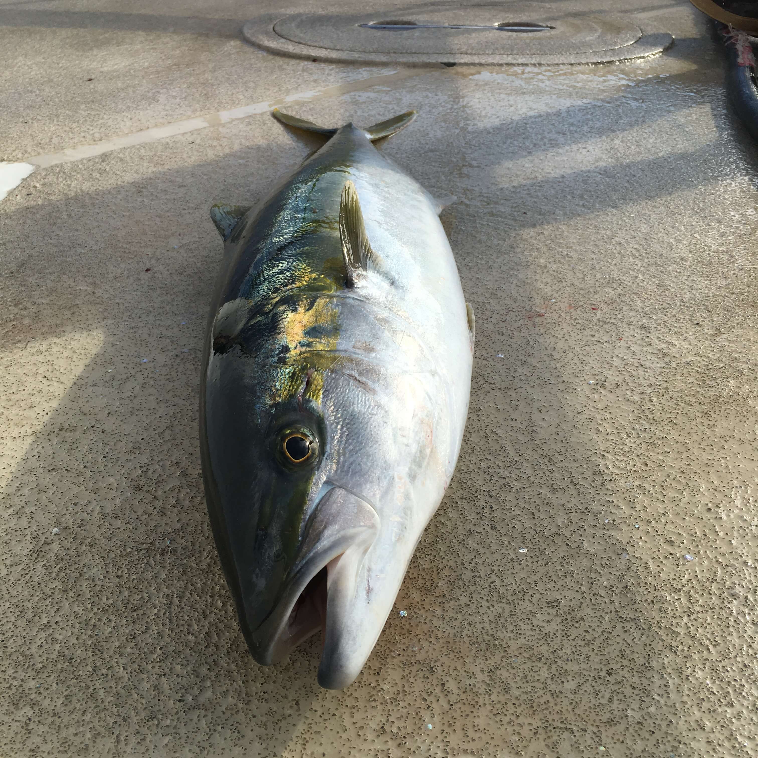 Yellowtail-Offshore-Fly-Fishing-San-Diego