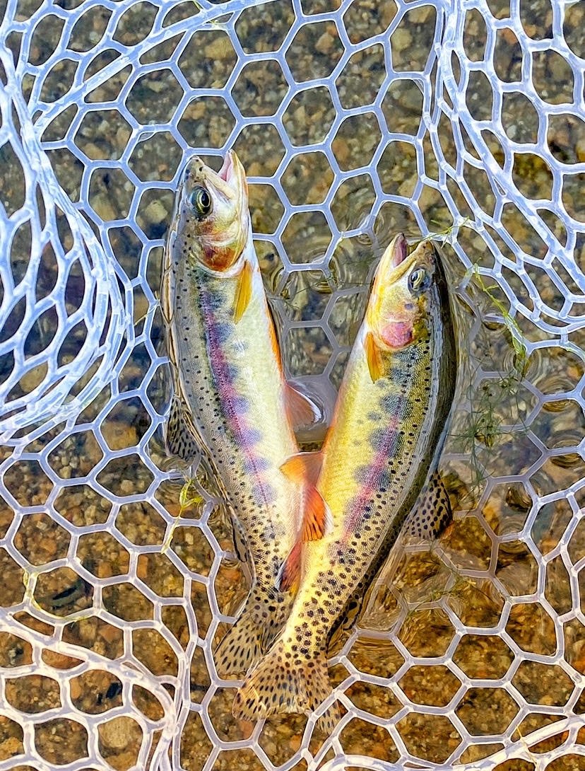 Golden-Trout-Fly-Fishing