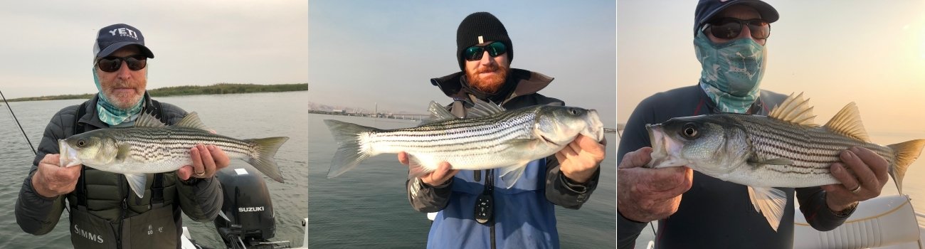 California-Delta-Striped-Bass