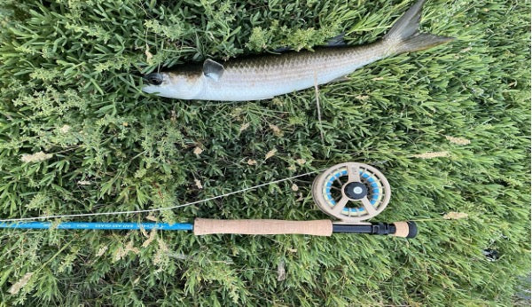 Targeting Unusual Species in the Bay