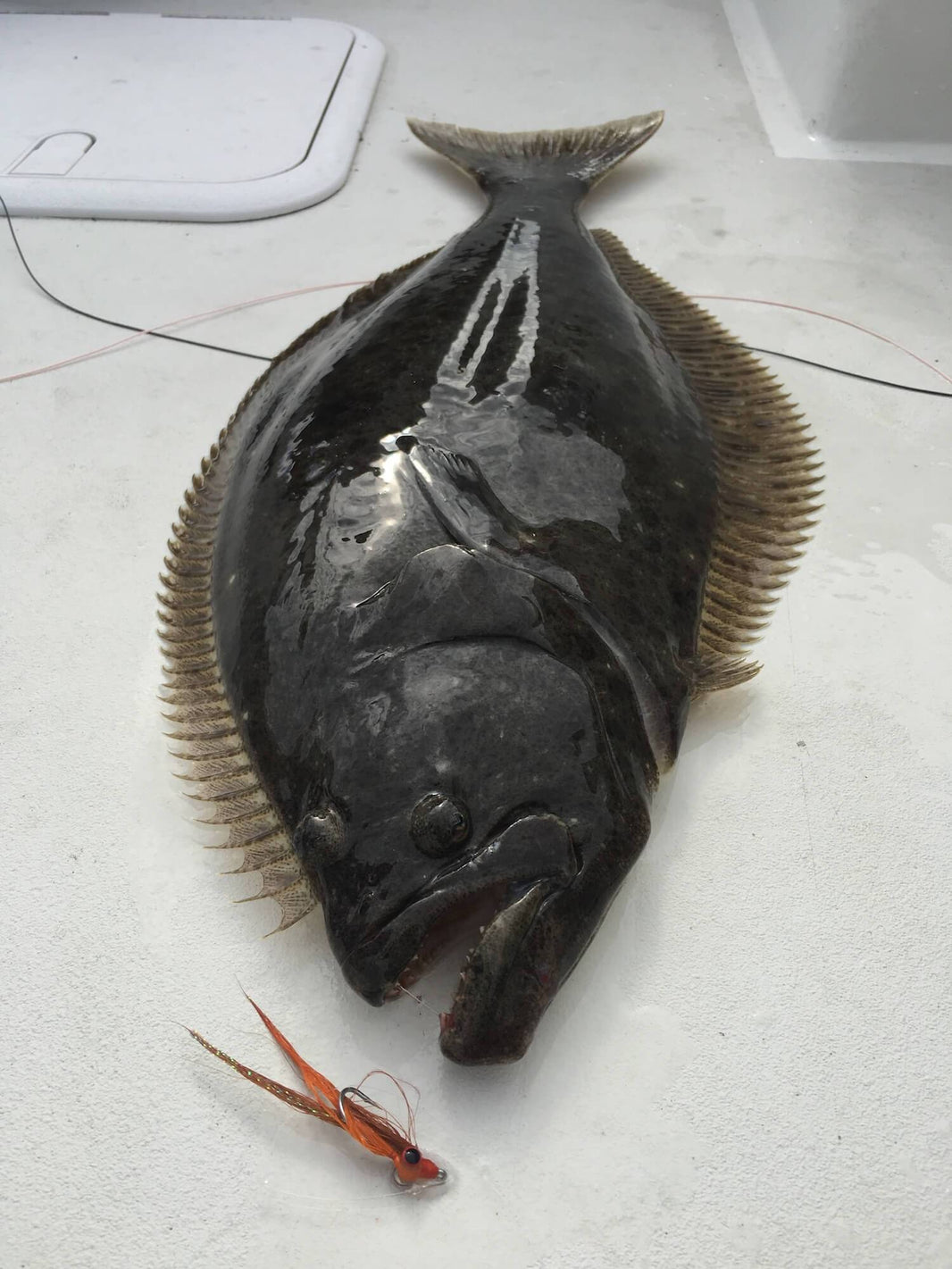 Fishing Report 12-4-17