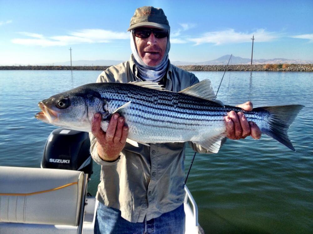 Top 5 Best Striped Bass Flies