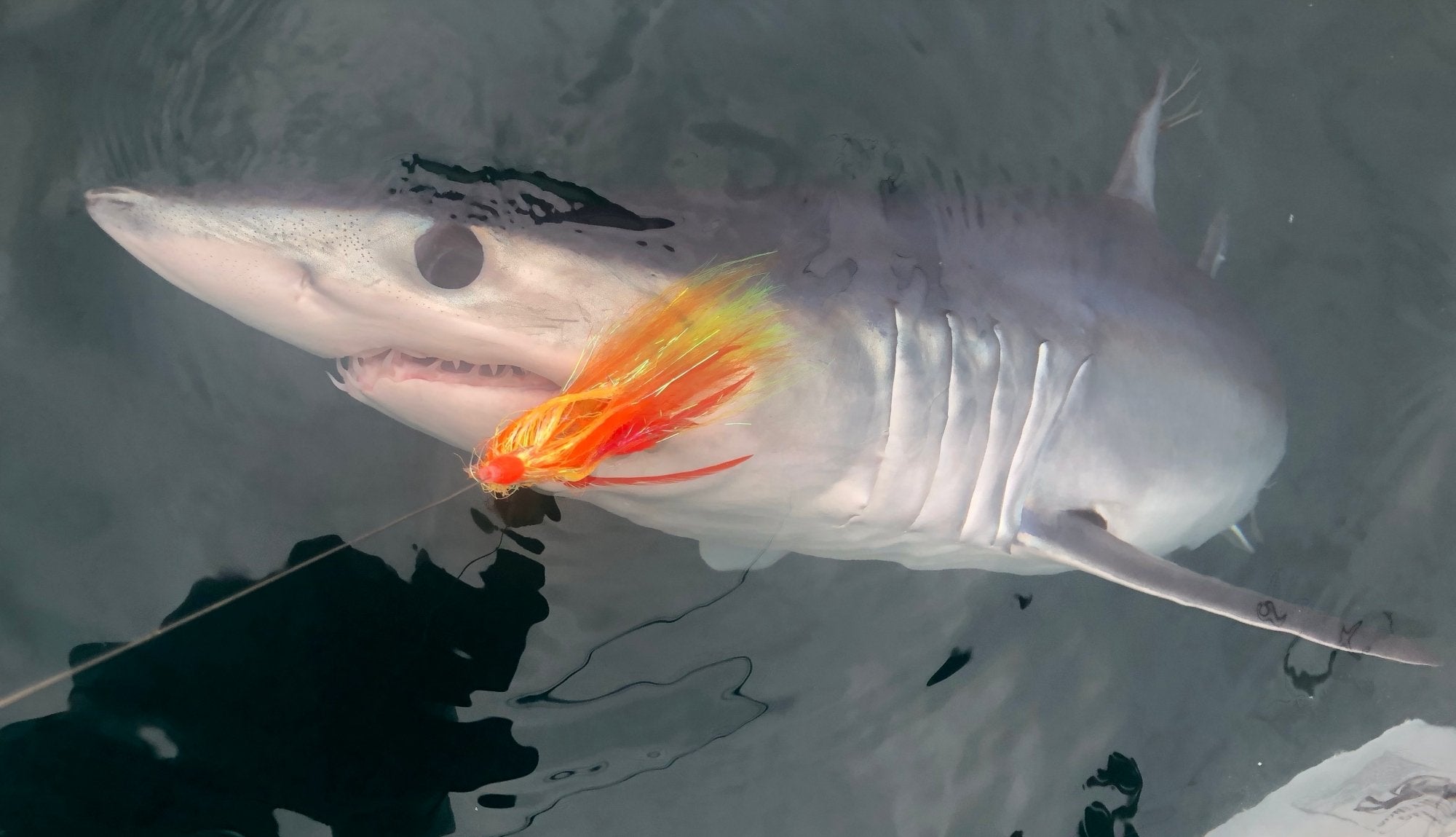 May Fly Fishing Opportunities