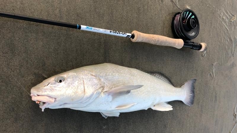 Fly Fishing Corbina – Best Saltwater Flies