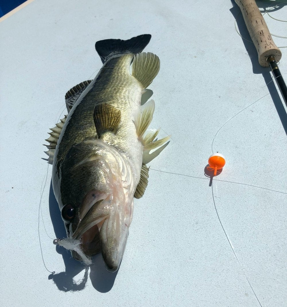 Balanced Leech Fly Pattern for Bass Fly Fishing