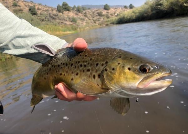Mammoth Lakes Fishing Report 9-15-20
