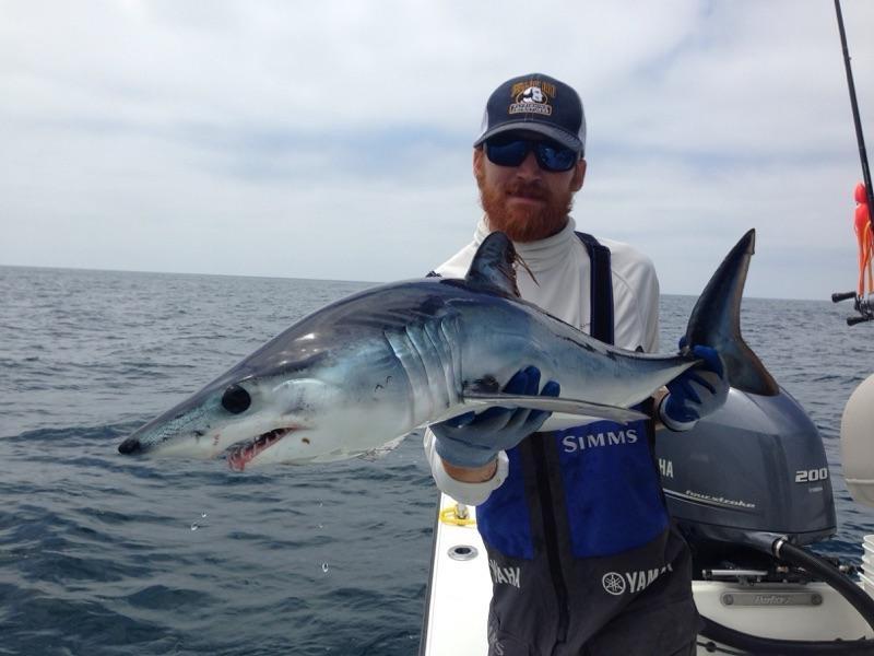 Shark Week is Here
