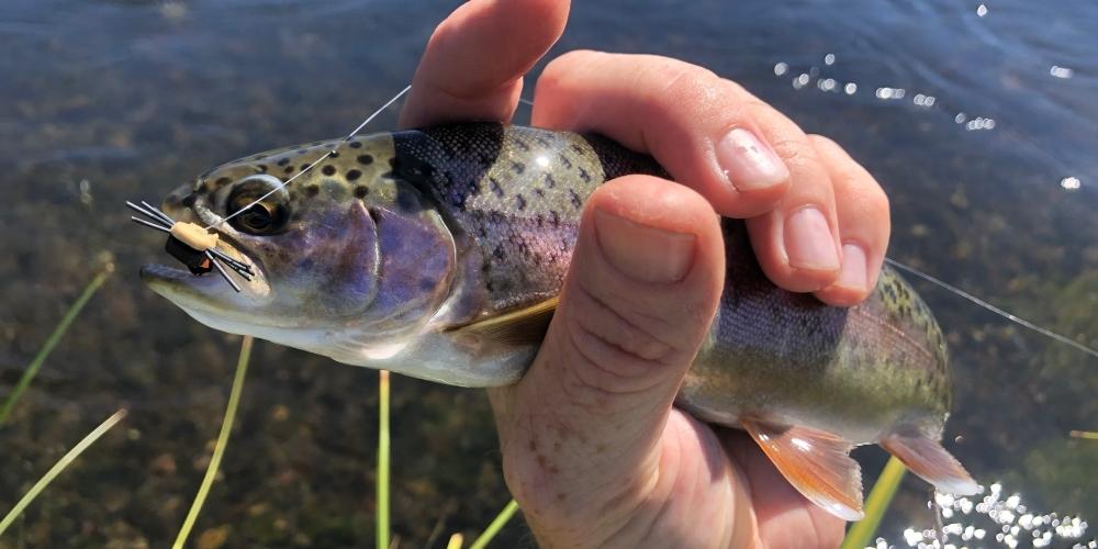 Best Dry Flies