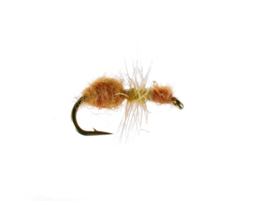 Ant, Cinnamon