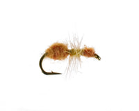 Ant, Cinnamon
