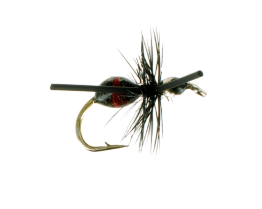 Attractor Ant