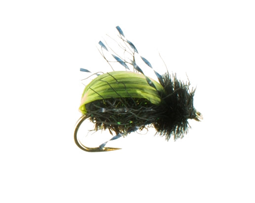 Beetle, Kiwi