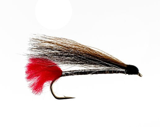 Black Nose Dace