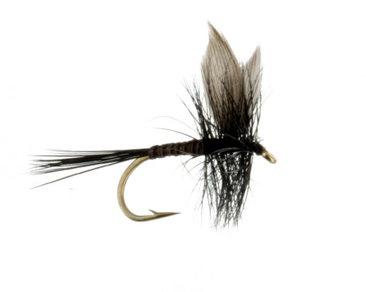 Black Quill