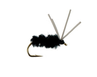 Bluegill Spider, Black