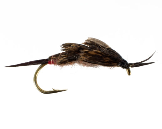 Bogus Stonefly, Brown