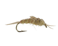 Bogus Stonefly, Yellow