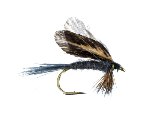 Burnt Wing, Dark Hendrickson