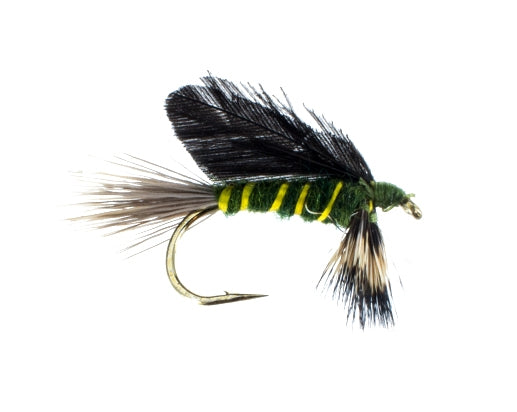 Burnt Wing, Green Drake