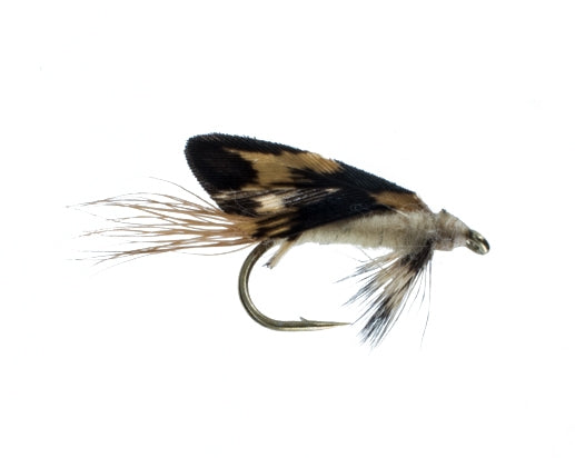 Burnt Wing, Light Cahill